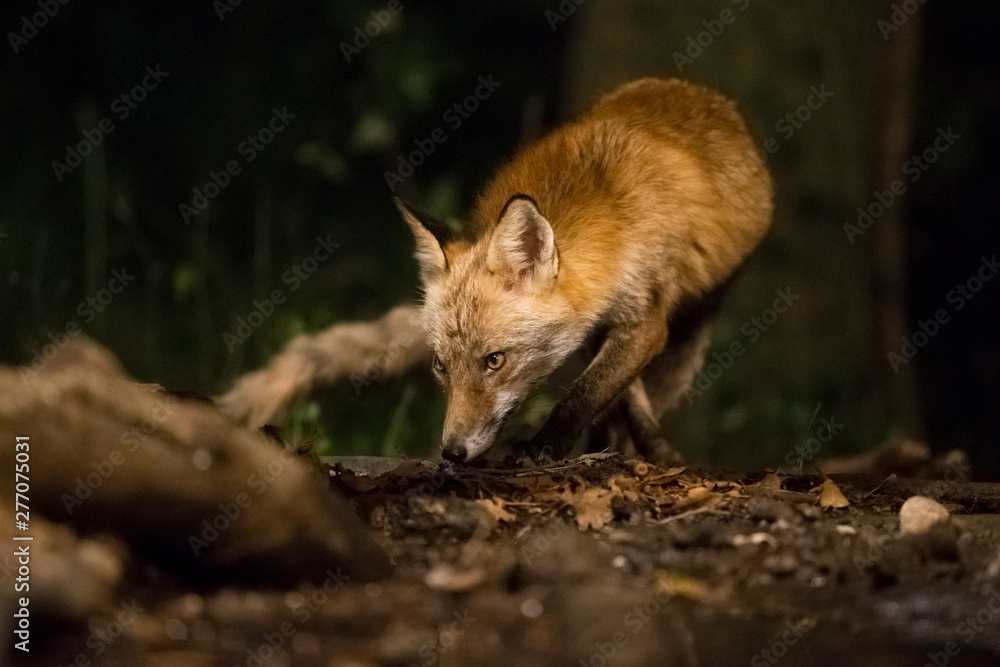 Night fox Night fox