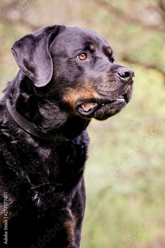 Portrait of a beautiful dog