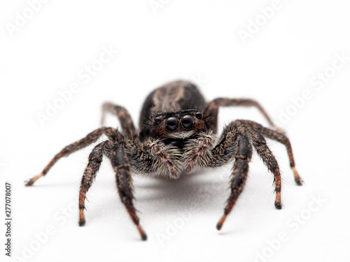 Female Platycryptus californicus jumping spider, on white background, looking up at the camera