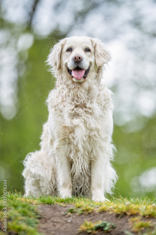 Portrait of beautiful dog breeds Portrait of beautiful dog breeds