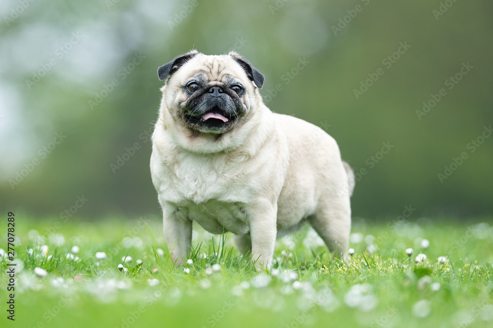 Portrait of beautiful dog breeds