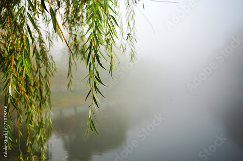 green lonely willow tree branch hangs over water of river or lake in foggy weather in autumn park... photo