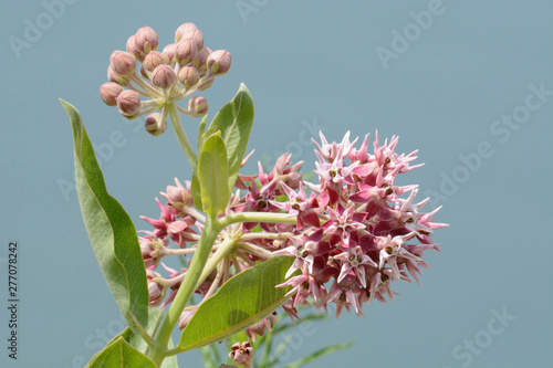 Showy milkweed flowers and buds with leaves against blue background photo