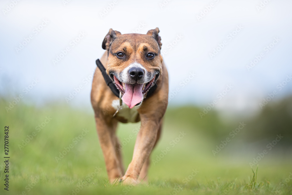 Obraz premium Portrait of beautiful dog breeds