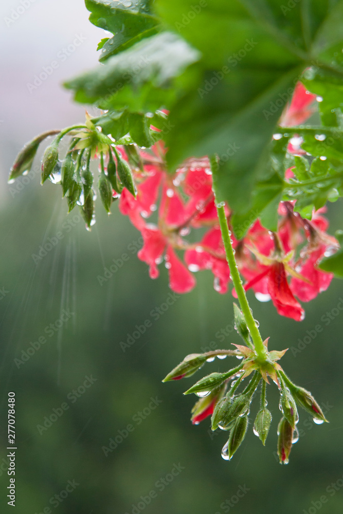 Dew drops on a pink flower and green buds Dew drops on a pink flower and green buds