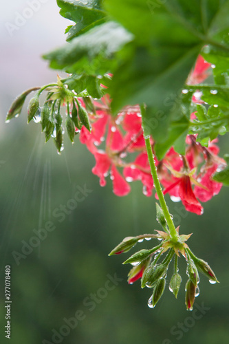 Dew drops on a pink flower and green buds
