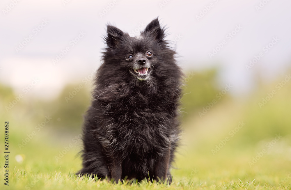 Portrait of beautiful dog breeds Portrait of beautiful dog breeds