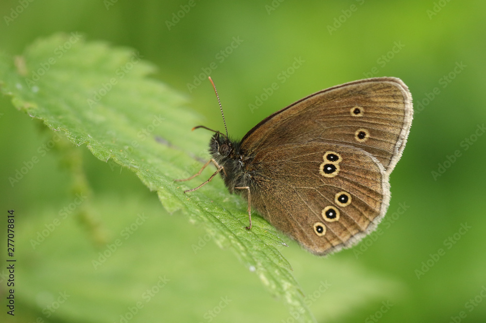 Fototapeta premium A pretty Ringlet Butterfly, Aphantopus hyperantus, perching on a stinging nettle leaf.