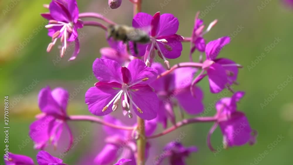 A bee flies near the flowers of Fireweed (Chamaenerion angustifolium) and collects nectar, slow motion. Slowed down 8 times A bee flies near the flowers of Fireweed (Chamaenerion angustifolium) and collects nectar, slow motion. Slowed down 8 times