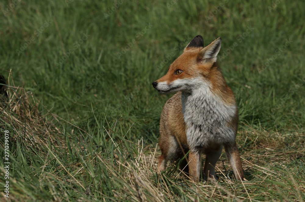 Fototapeta premium A magnificent wild Red Fox, Vulpes vulpes, hunting for food to eat in the long grass. 