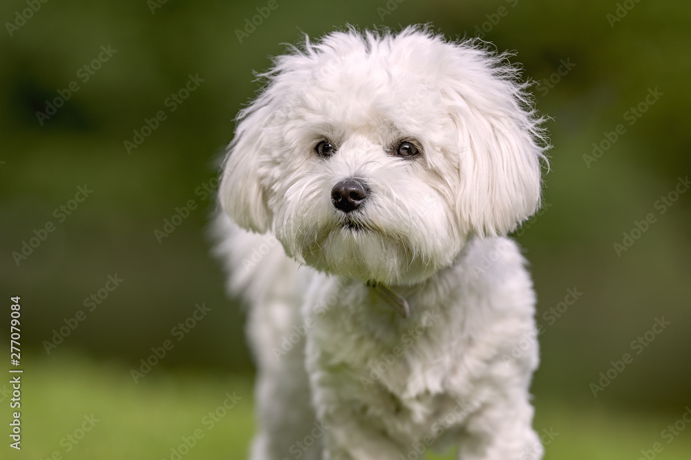 Portrait of beautiful dog breeds