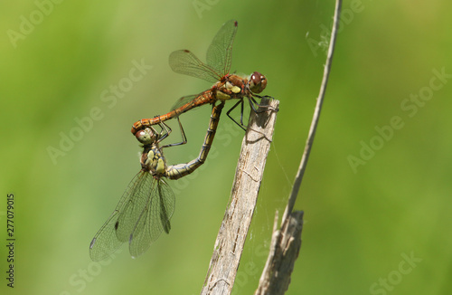 A mating pair of Common Darter Dragonfly, Sympetrum striolatum, perched on a reed. © Sandra Standbridge