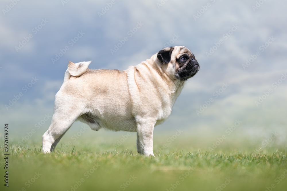 Portrait of beautiful dog breeds Portrait of beautiful dog breeds