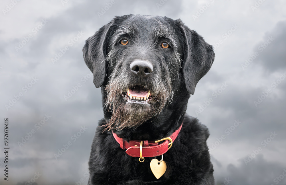 Portrait of beautiful dog breeds Portrait of beautiful dog breeds