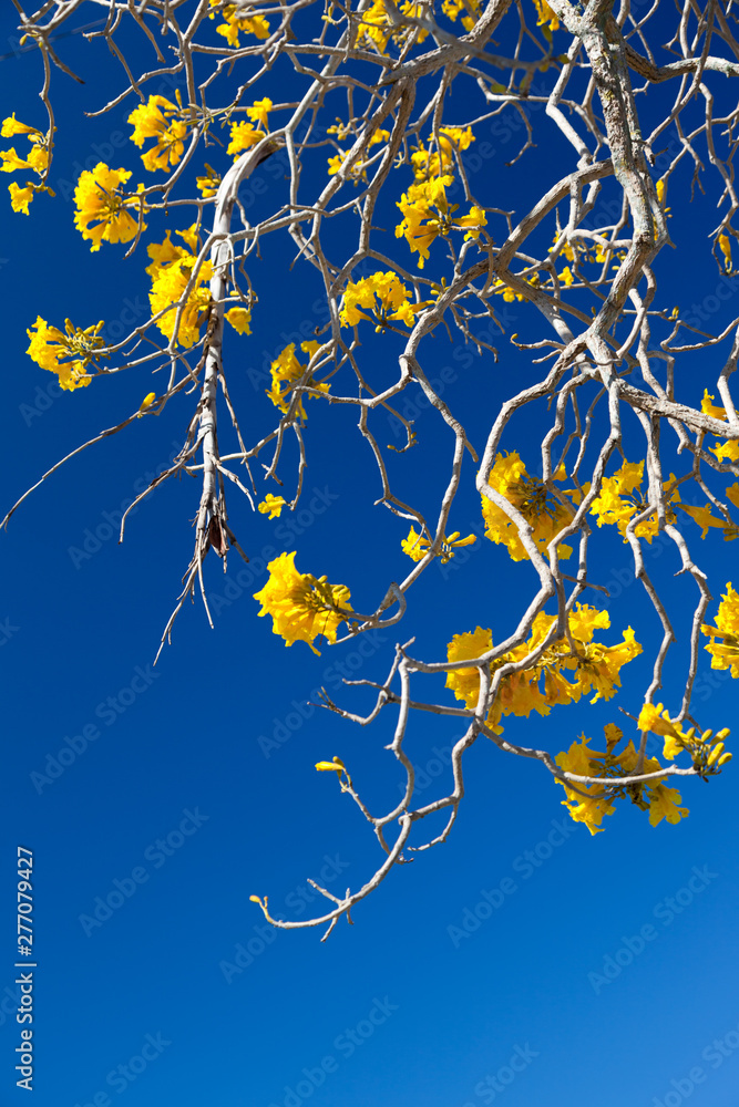 Yellow Tebebuia Tree Yellow Tebebuia Tree