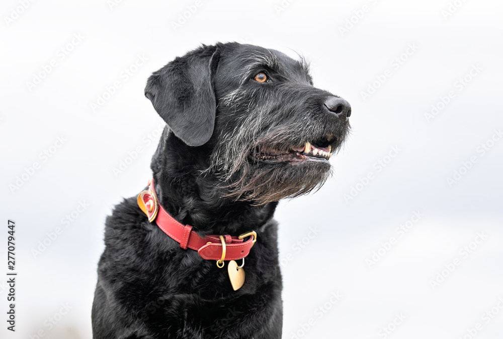 Portrait of beautiful dog breeds
