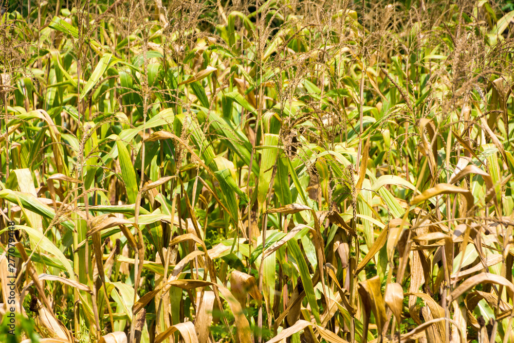 Corn fields close up background Corn fields close up background