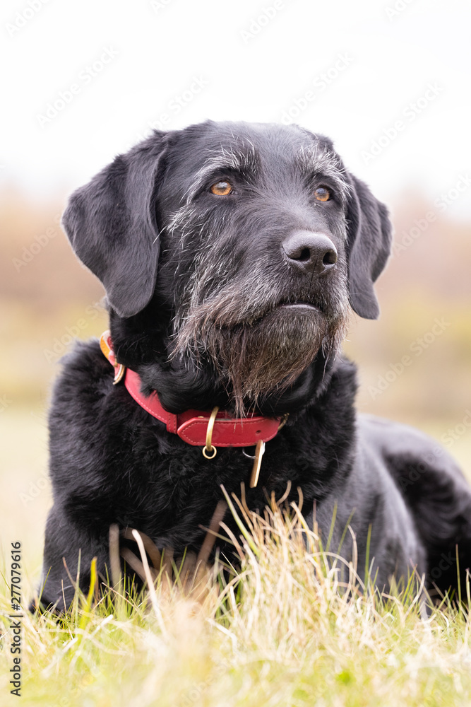 Portrait of beautiful dog breeds