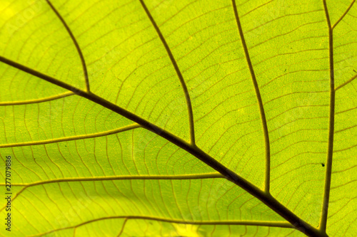 Fresh green leaf texture close-up
