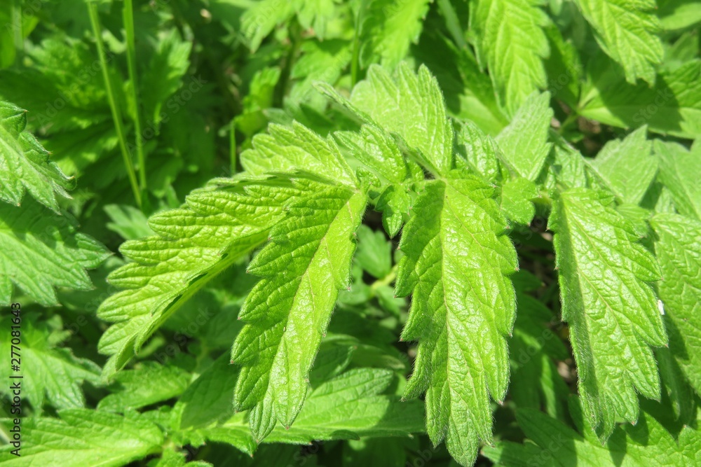 Green agrimonia leafs in the garden, closeup Green agrimonia leafs in the garden, closeup