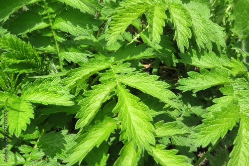 Green agrimonia leaves background  closeup