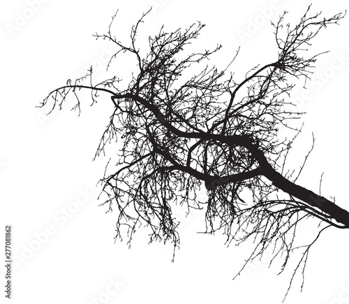 Bare tree branch silhouette on white background. Tree branch without foliage. Vector illustration