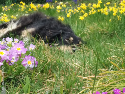 Hund im Garten