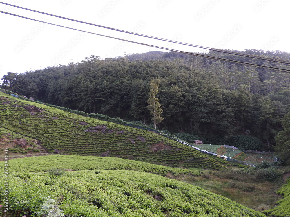 Beautiful view of the high mountain tea plantation in Sri Lanka, Nuwara Eliya