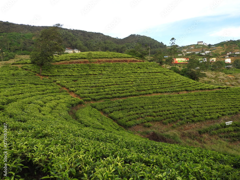 Tea plantation in up country near Nuwara Eliya, Sri Lanka