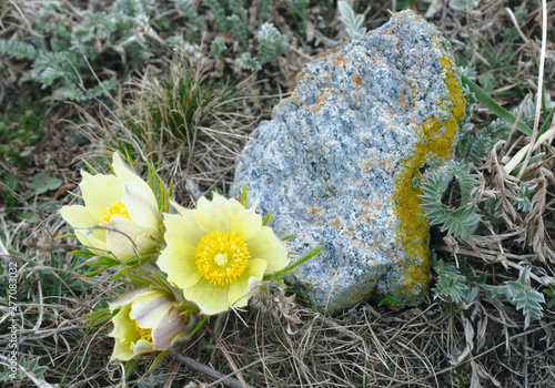 Pulsatilla orientali-sibirica, Anemone flavescens photo