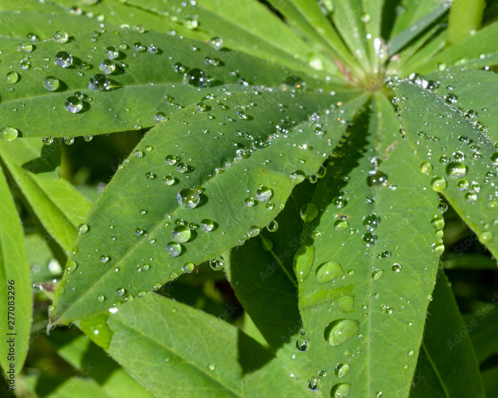 Big leaves of plants with dew drops in the morning Big leaves of plants with dew drops in the morning