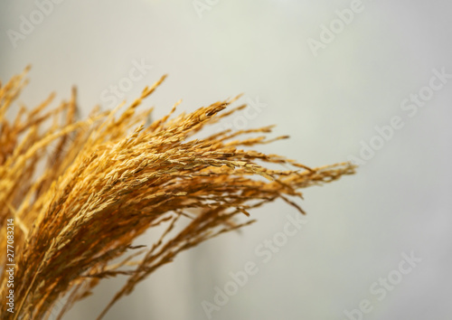 Rice paddy cereal plant asian food on gray
