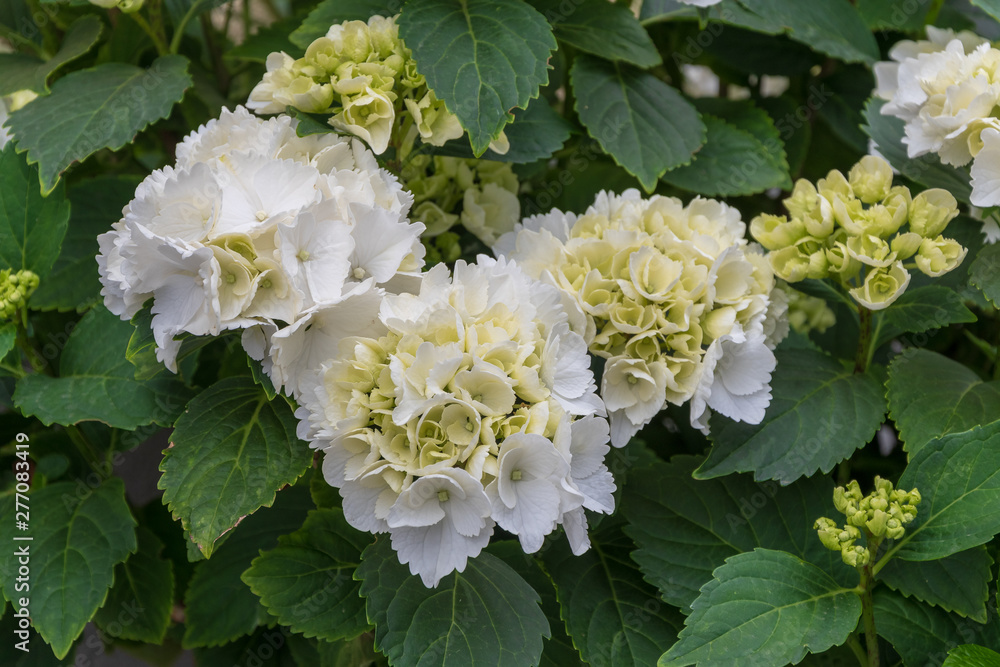 Weisse Blüten der Hortensien Weisse Blüten der Hortensien