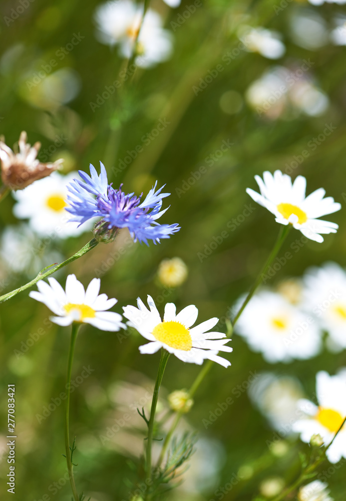 Nature background with cornflowers and  wild  flowers camomiles. Close up. 