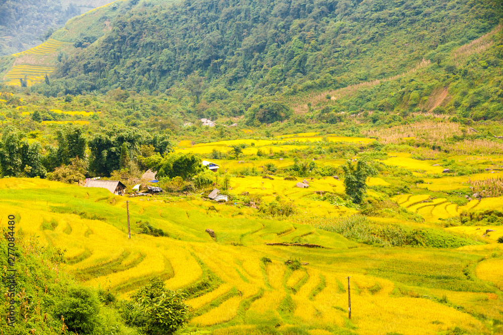 Golden Season in North Western , Vietnam. The terraces here have a long history, and are very beautiful. 
