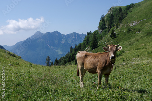 Mucca al pascolo in montagna alpi orobie italia lombardia © Angelo