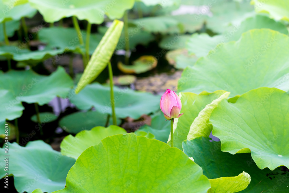 beautiful lotus . Lotus is traditional flower in Vietnam and many country in Asia beautiful lotus . Lotus is traditional flower in Vietnam and many country in Asia