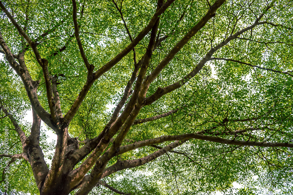 Fototapeta premium View of the green giant tree for the natural environment concept background and texture