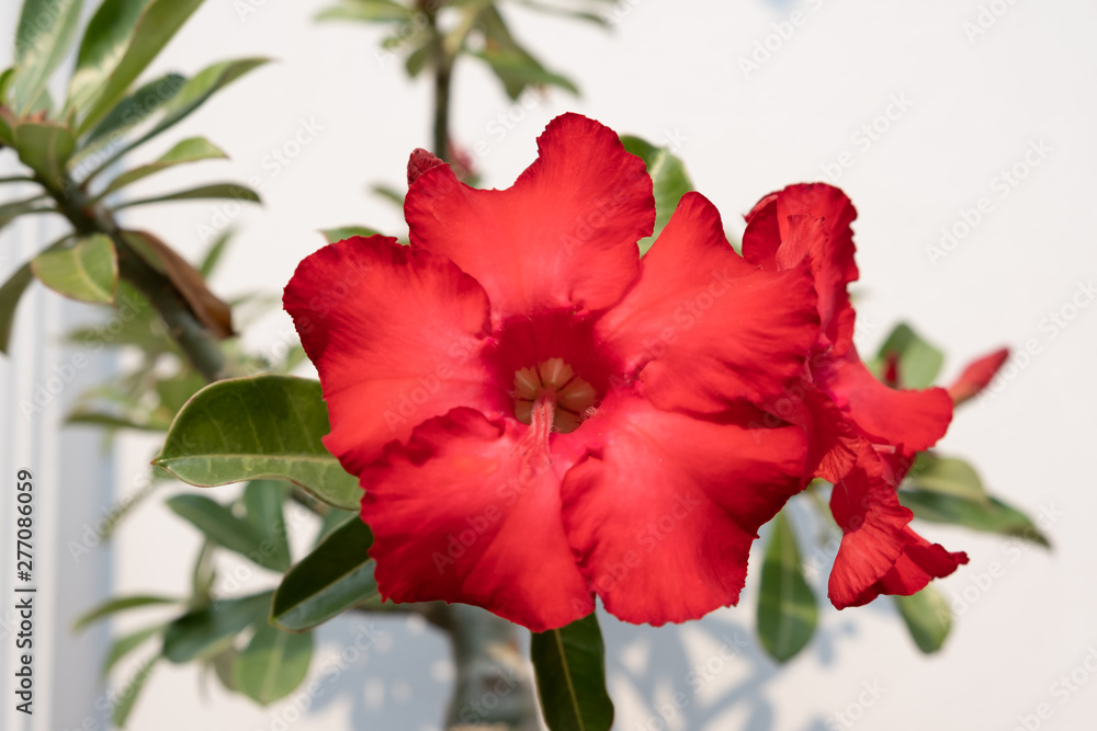 Adenium Obesum or Desert Rose decorates in the white concrete wall with the copy space for texting Adenium Obesum or Desert Rose decorates in the white concrete wall with the copy space for texting