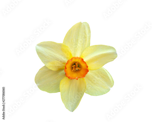 Beautiful flower yellow narcissus isolated on white background