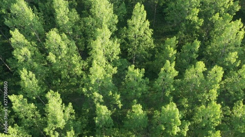 Aerial view of cottonwood populus green forest in summer photo