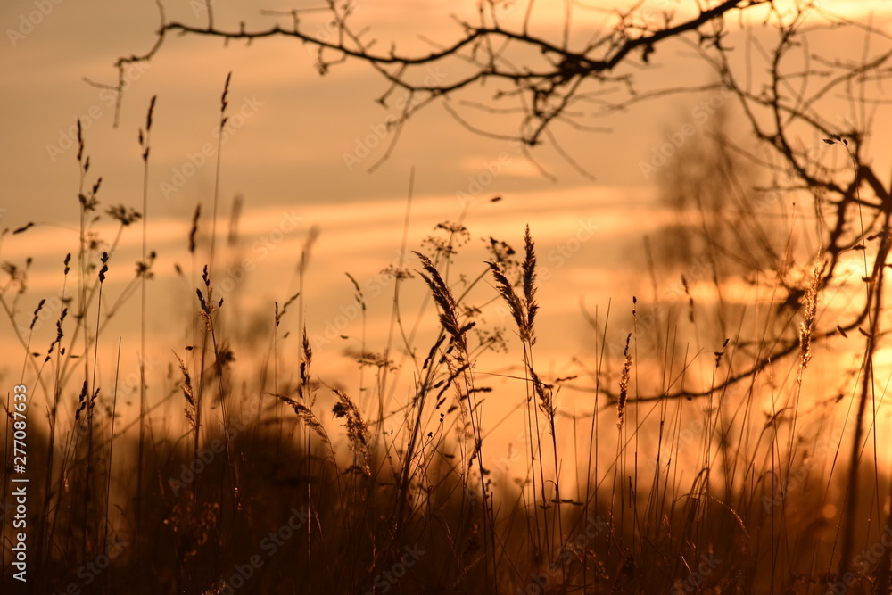 Obraz premium sunset over wheat field