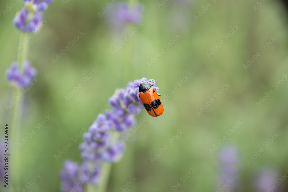 Obraz premium Lavender