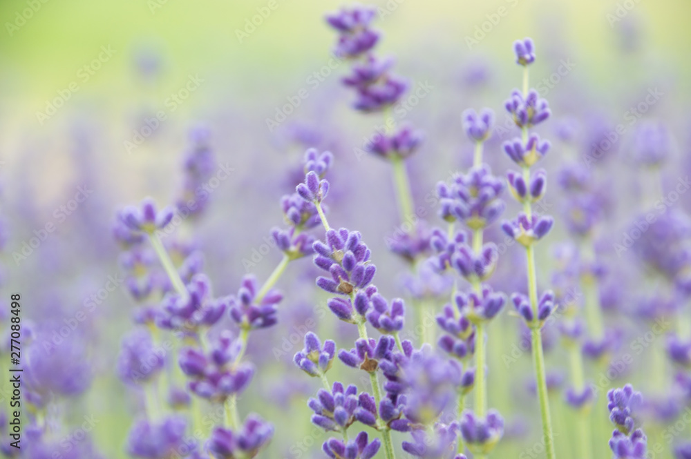 Obraz premium Lavender