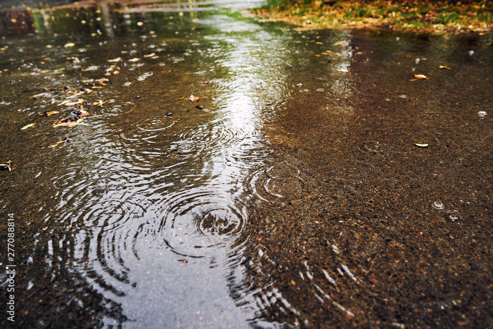 Close-up of a large puddle during rain. On the surface of the water splashes from falling drops. Close-up of a large puddle during rain. On the surface of the water splashes from falling drops.