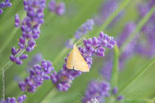 Butterflu on lavender photo