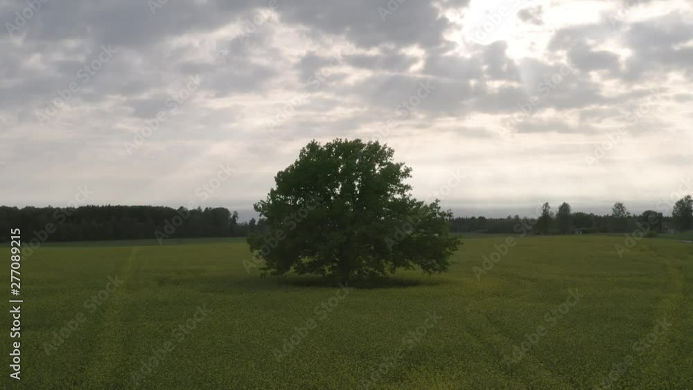 Flying towards a lonely oak in a field, sun through clouds Flying towards a lonely oak in a field, sun through clouds