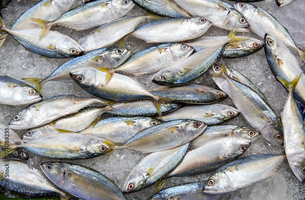 Obraz premium Fresh tuna fish in market.Fresh mackerel fish at the seafood market, Traditional fish in market. Soft focus 