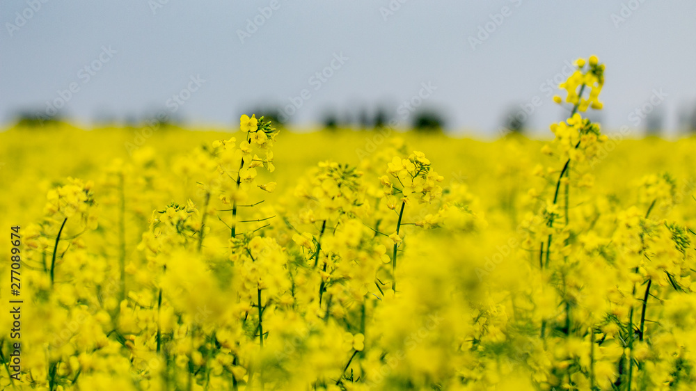 Obraz premium Blooming oilseed rape, rape fields. Close up