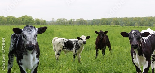 Herd with group of black, grey, and white mottled speckled roan calves standing in the field